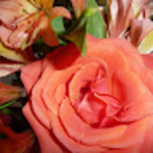 Meet your Posher, Nancy